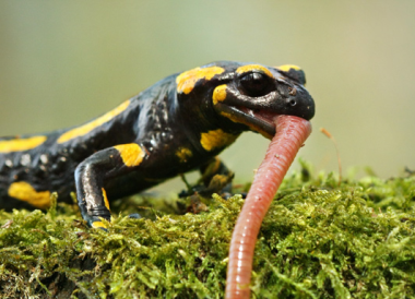 salamandra californiana